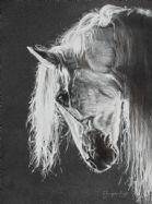 Andalusian PRE Horse Drawing (print)